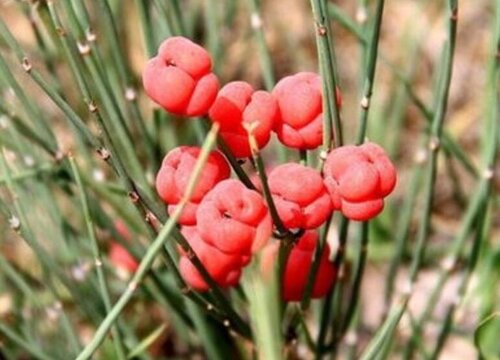 麻黄草生长在什么地方"