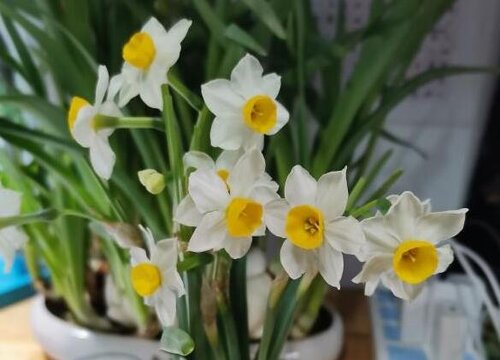 水仙花的生长环境及生长地方条件"