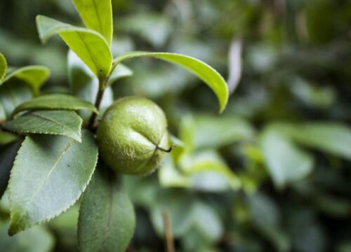 山茶花果实能吃吗"