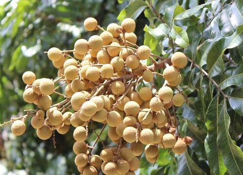 桂圆什么季节种植合适