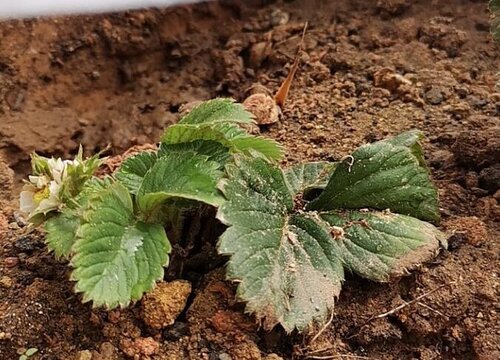 草莓不开花不结果怎么办