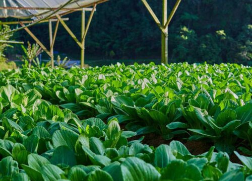 小白菜的种植方法和时间"