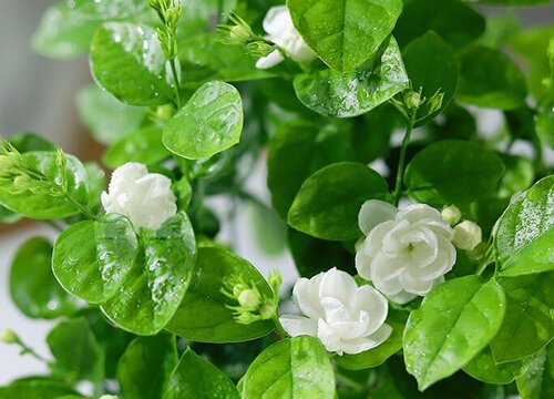 茉莉花什么季节种植好"