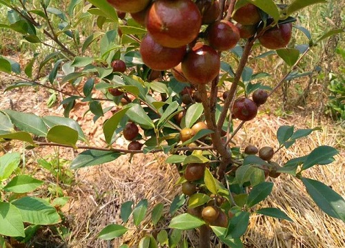 茶树花施什么肥最好"