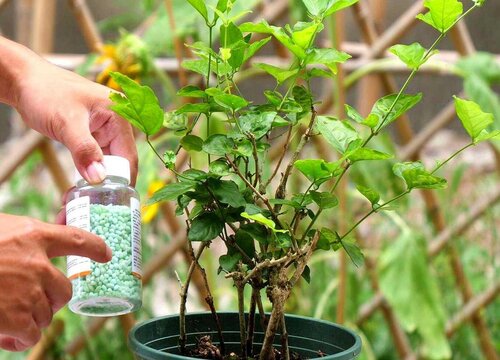 茉莉花施什么肥好"