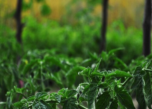 灌木是草本还是木本植物