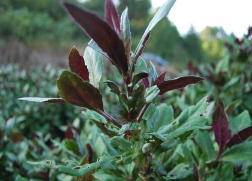 紫背菜什么季节种植合适"