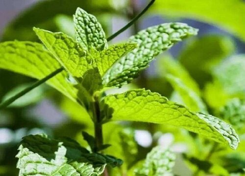 薄荷可以淋雨吗