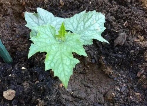 丝瓜发芽的过程