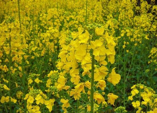 油菜花是单性花还是双性花