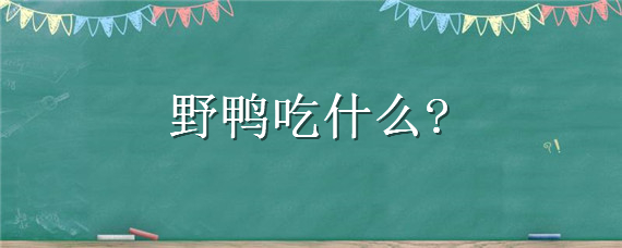 野鸭吃什么