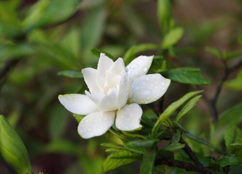 栀子花可以种在院子里吗"