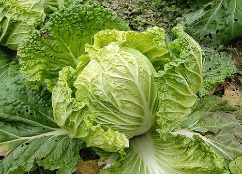 白菜是种子植物吗