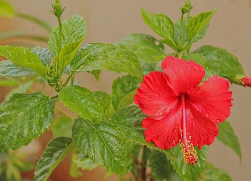 木芙蓉花是什么颜色的