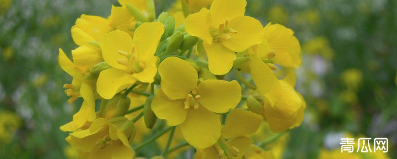 油菜雌雄同花自花授粉吗"