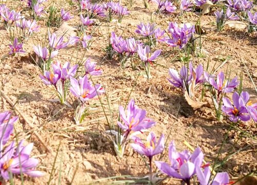 藏红花生长环境条件及特点"