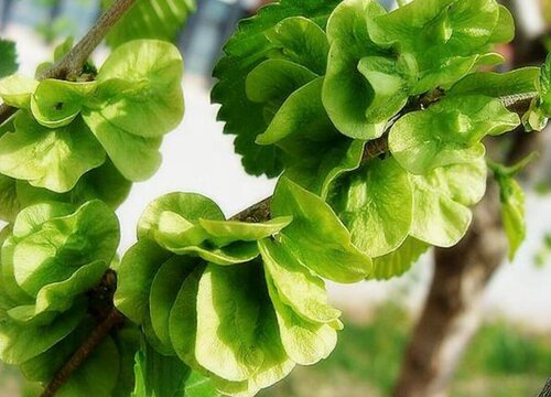 榆钱树开花吗 开花什么样子