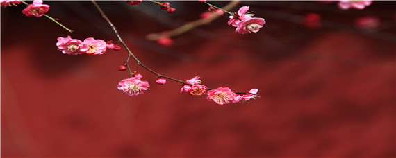 华东梅花的花期是多久"