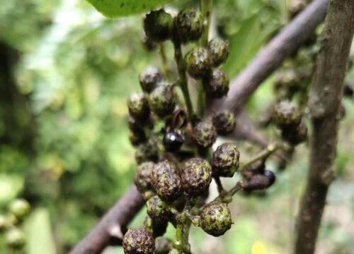 花椒炭疽病发病原因及用药治疗