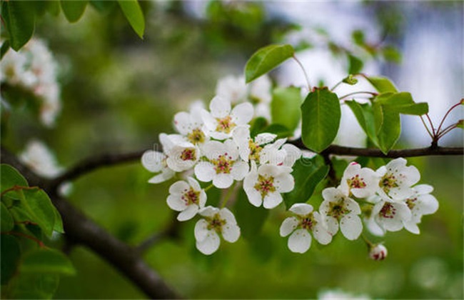 梨树反季节开花是怎么回事？