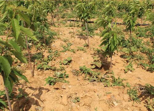 樱桃树喜水吗 属于喜水植物吗