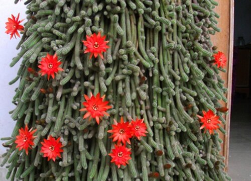 仙人指开花时能浇水吗"