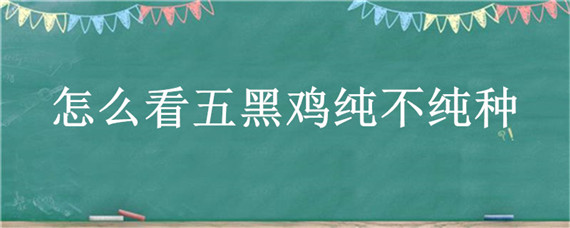 怎么看五黑鸡纯不纯种"