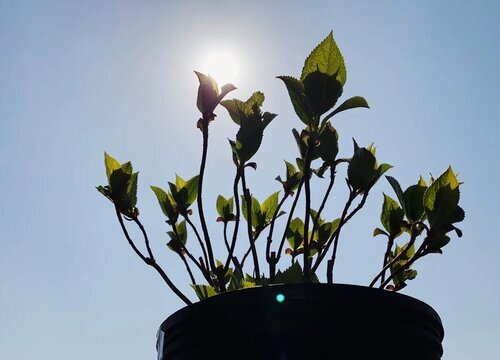 绣球花是多年生还是一年生植物"