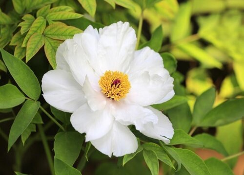 牡丹花的寓意和象征风水