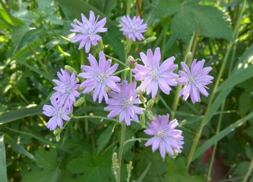 紫花苦菜在农村叫什么"