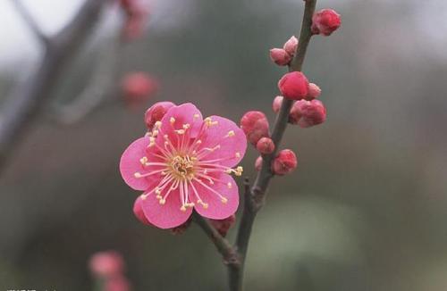 梅花浇水时间和正确方法