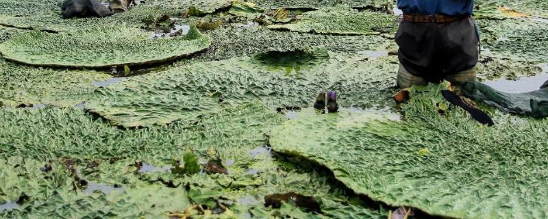 鸡头米种植一亩成本和芡实有什么区别"