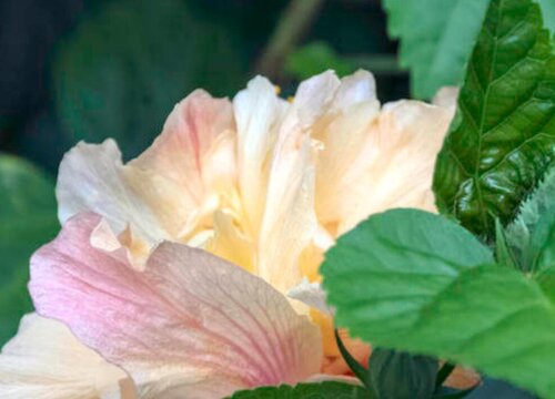 芙蓉花花期多长时间"