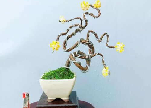 结香花怎么养殖方法