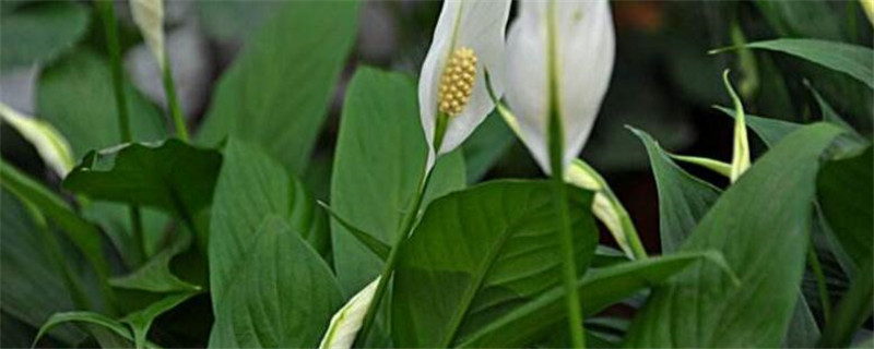 白鹤芋怎么浇水"