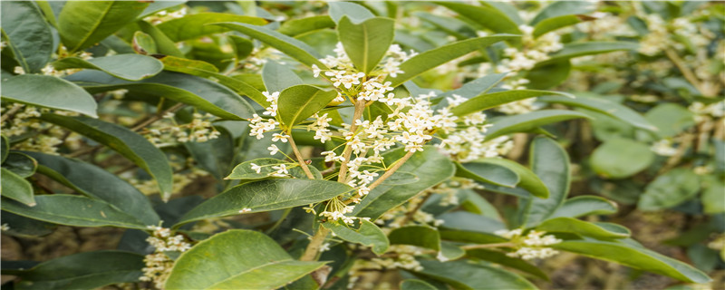 桂花树怎么过冬