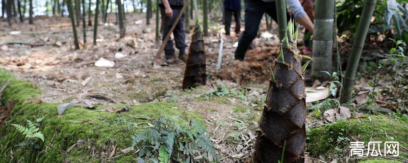 竹笋北方可以种植吗"