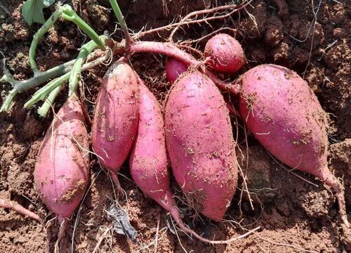 牧马山地瓜几月份种植合适"