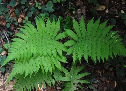 蕨类是裸子植物吗