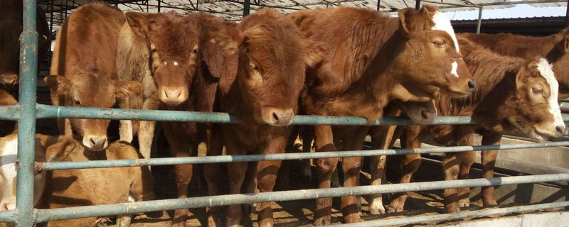 肉牛粪便带血怎么回事"