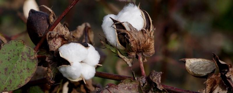 我国棉花育种经历了几次品种更换棉花花铃期需水特点