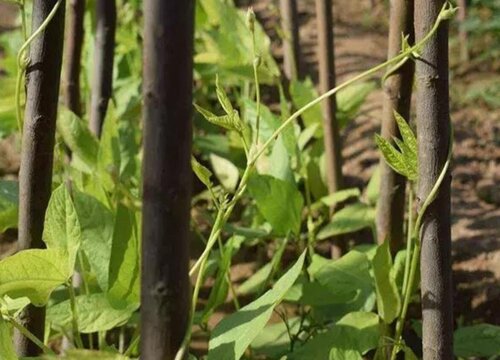 南方豆角几月份种植合适"