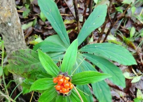 七叶一枝花生长环境条件及特点"