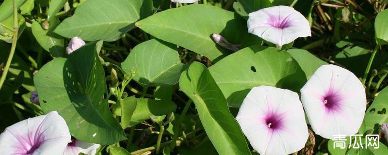 空心菜钓草鱼怎样挂钩