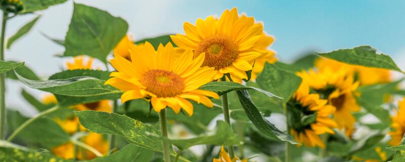 太阳花夏天怎么浇水