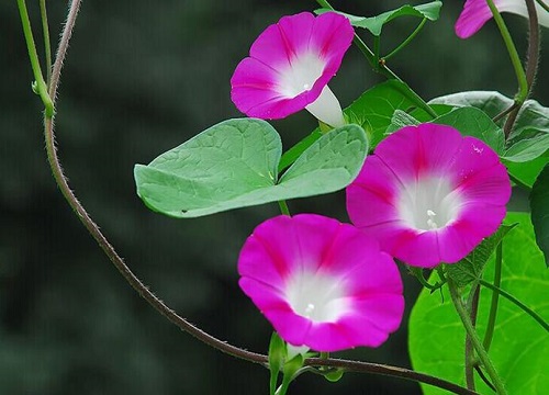 牵牛花生长环境条件及特点"