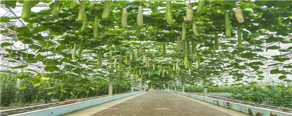 无土种植蔬菜设备"