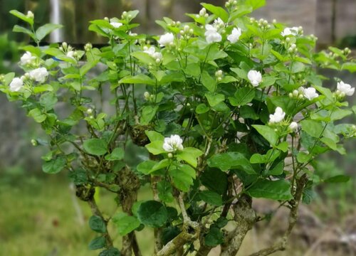 茉莉花耐多少度低温