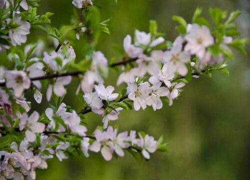 车厘子花是什么颜色的