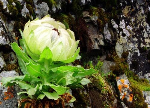 雪莲花生长环境条件及特点"